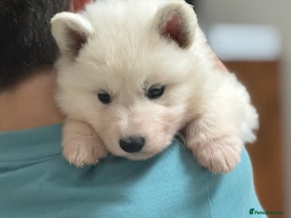 White Swiss Shepherd dogs White Swiss Shepherd Puppies - Advert 6