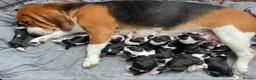 Beagle dogs for sale: 💞BEAUTIFUL BEAGLE PUPPIES 💞 - Advert 27