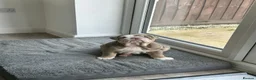 English Bulldog dogs for sale: English bulldog female  - Advert 5