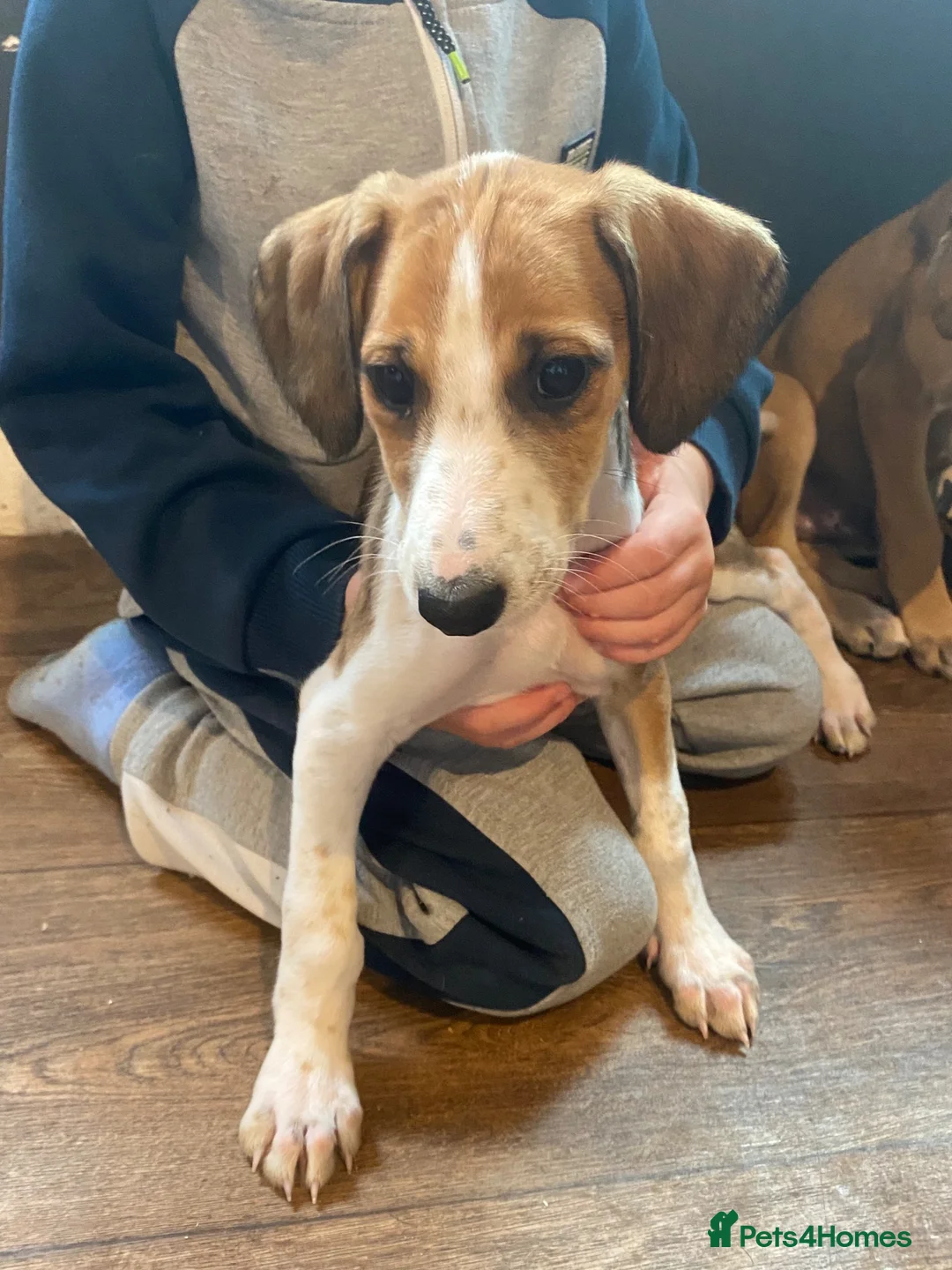 Lurcher dogs for sale: Lurcher puppies  - Advert 2
