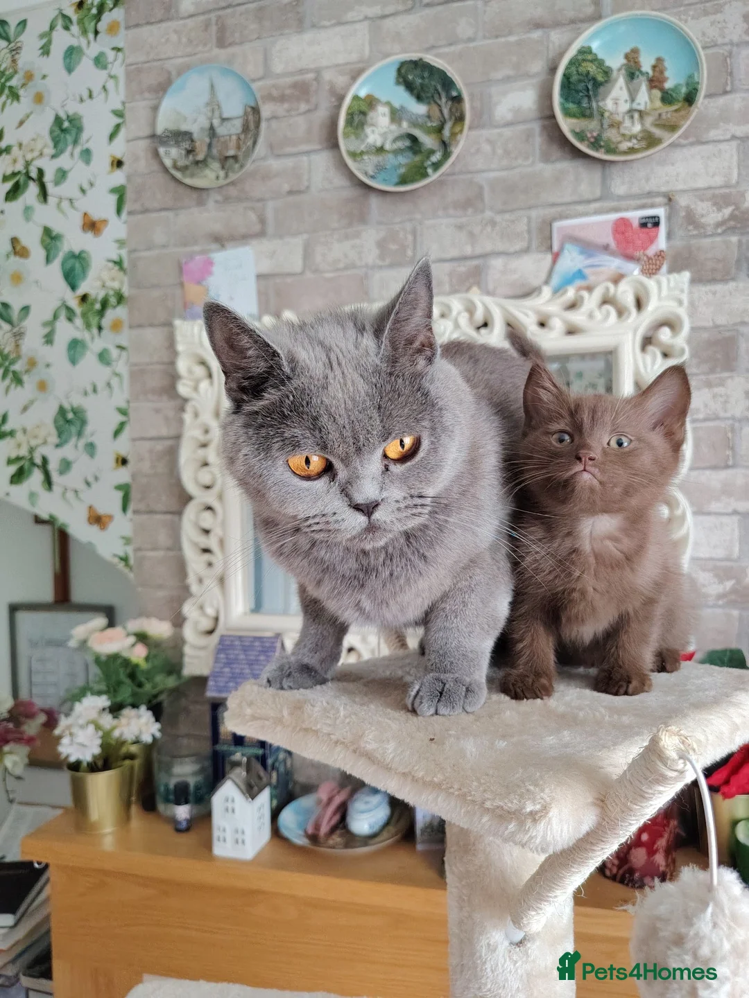 British Shorthair cats for sale: Beautiful chocolate kitten - Advert 9