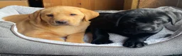 Labrador Retriever dogs for sale: KC Registered Labradors - Advert 6