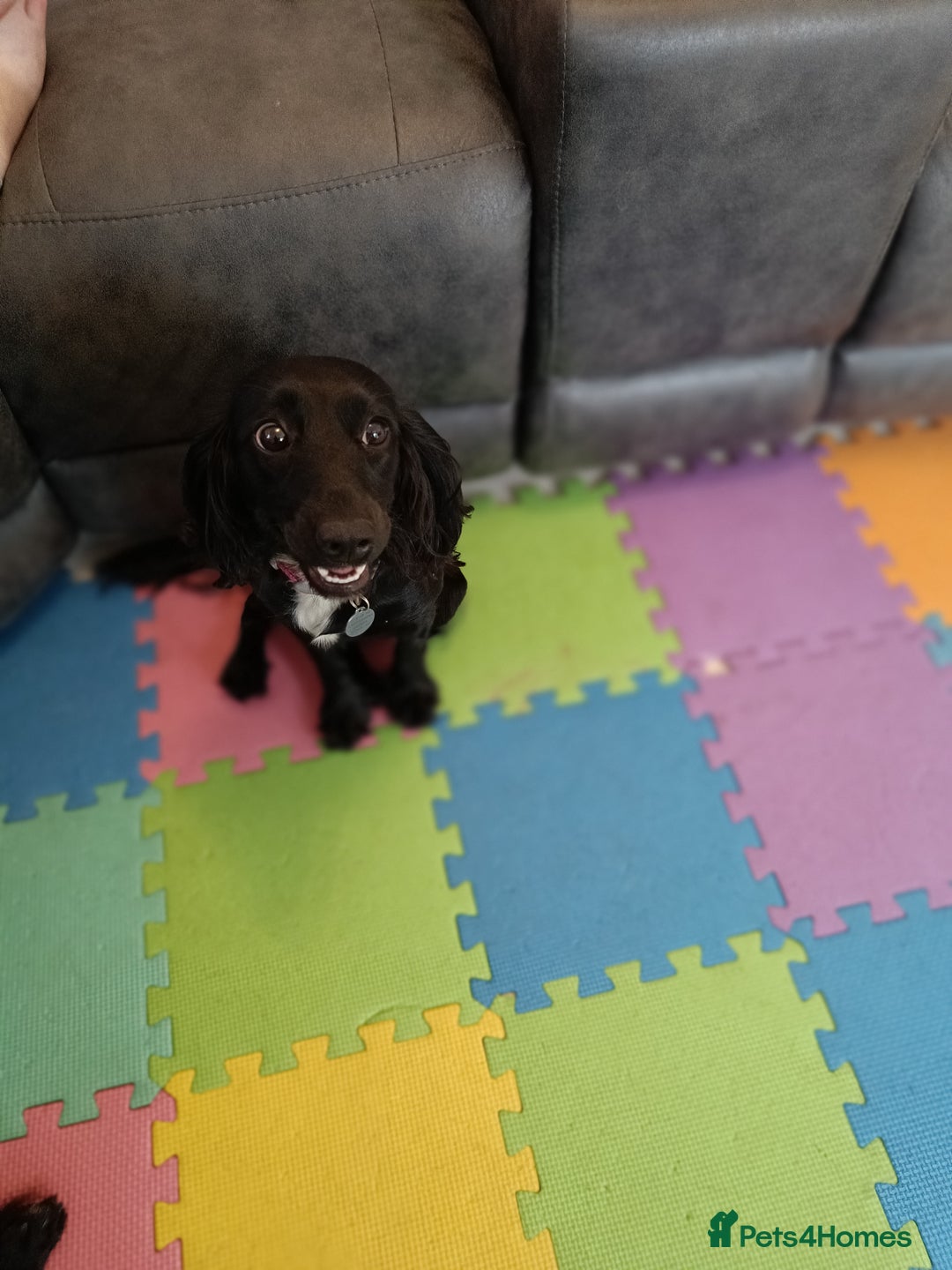Cockapoo dogs for sale: 🐾 7-Month Female Cockapoo for Sale - Liv. Devizes - Image 4