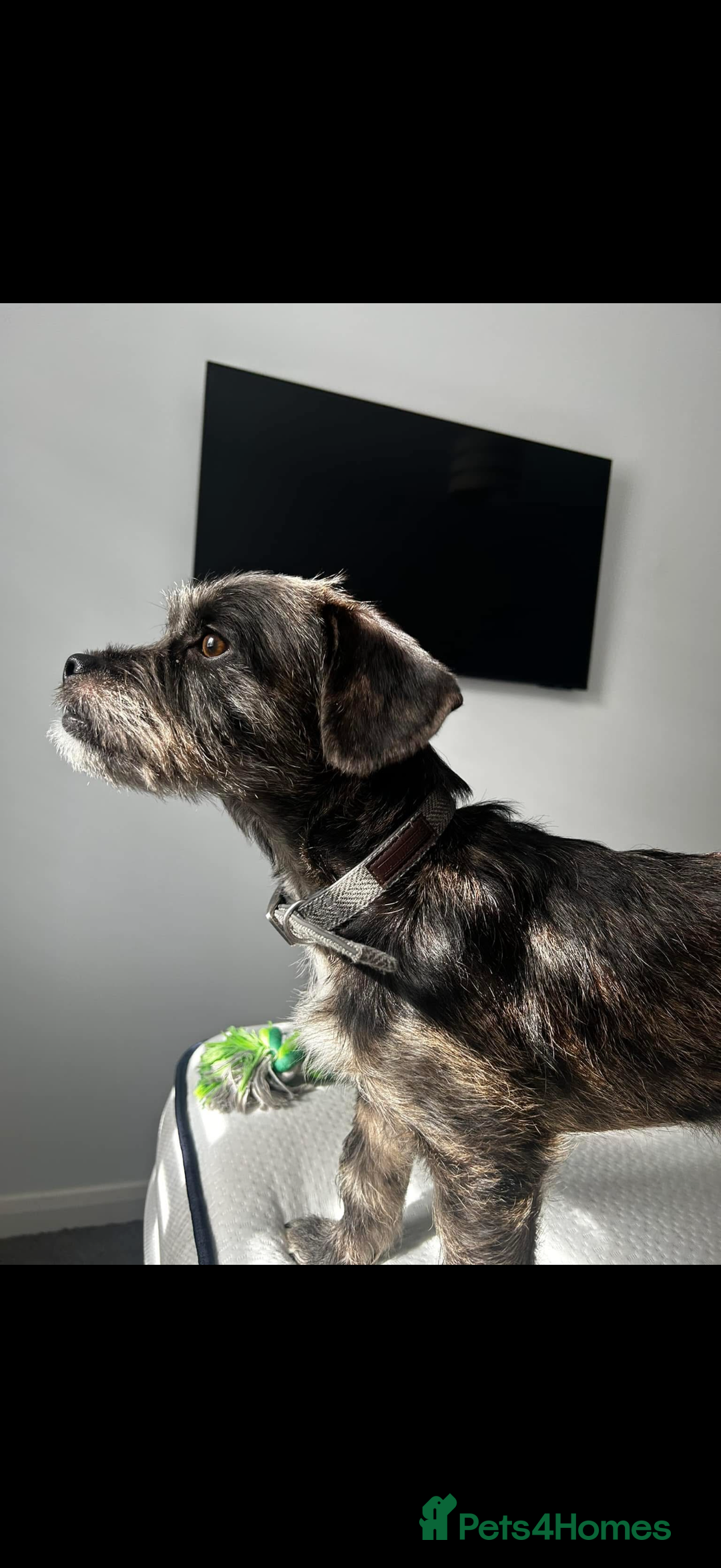 Mixed Breed dogs for sale: Ozzy needs a new home  - Image 5