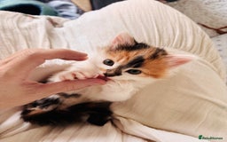 Mixed Breed cats for sale: 5 perfect kittens available  - Image 5