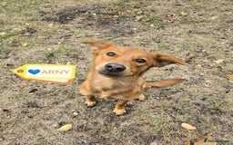 Mixed Breed dogs for adoption: 💙🐶 ARCHIE AND ARNY🐶💙 - Image 4