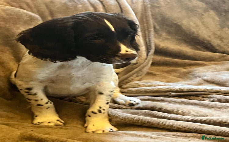 Sprocker dogs - Advert 1