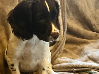 Sprocker dogs - Advert 5