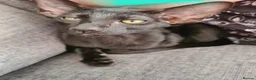 Oriental cats for sale: Black Oriental - Advert 4