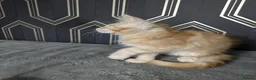 Maine Coon cats for sale: Ready soon beautiful Maine coon males  - Advert 24