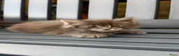 Maine Coon cats for sale: GCCF Fully Registered Maine Coon Kittens  - Advert 20
