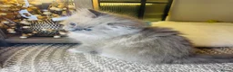 Ragdoll cats for sale: Quality Ragdoll Kittens 🩷 Ready Now  - Advert 18