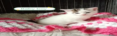 Mixed Breed Kitten 5