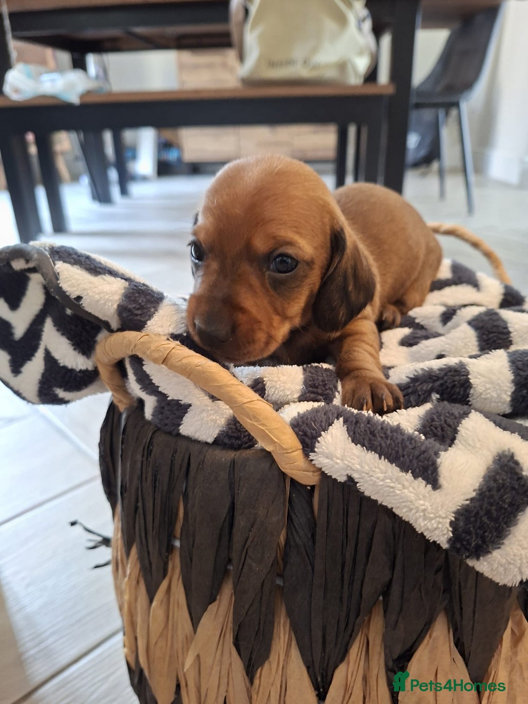Miniature Dachshund dogs for sale: Miniature smooth hair dachshunds - Image 3