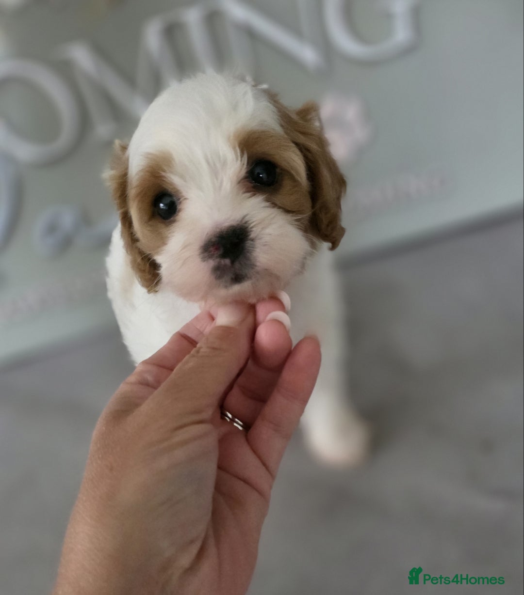 Cavapoo dogs for sale: Blenhiem cavapoo puppies  - Image 10