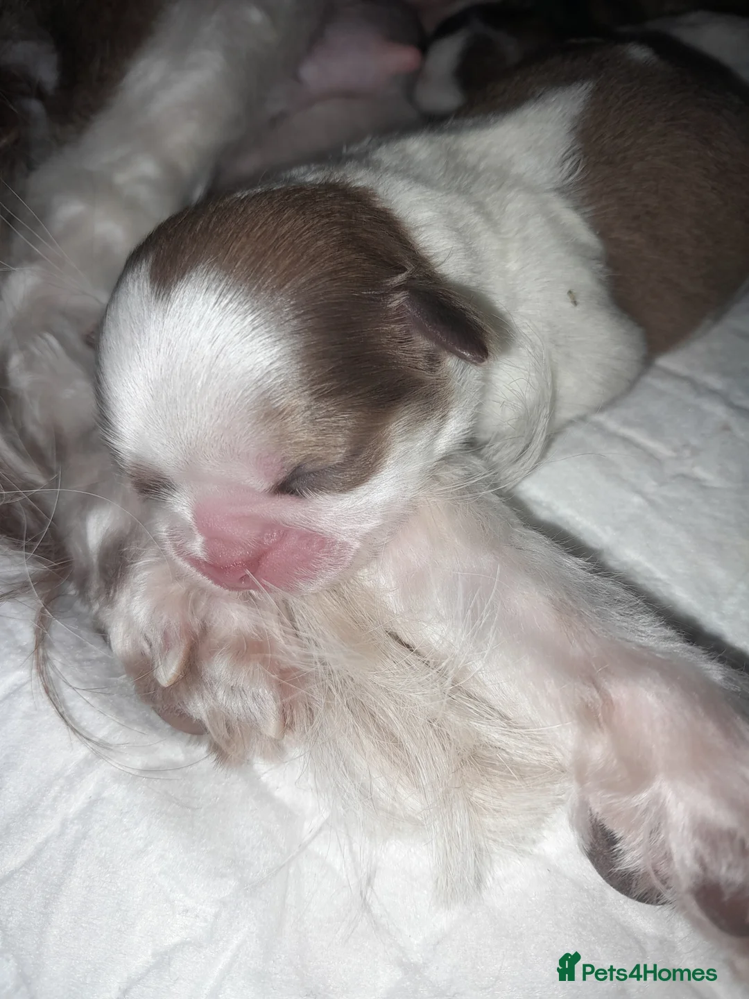 Shih Tzu dogs for sale: Shih tzu puppies 🐶 - Advert 3