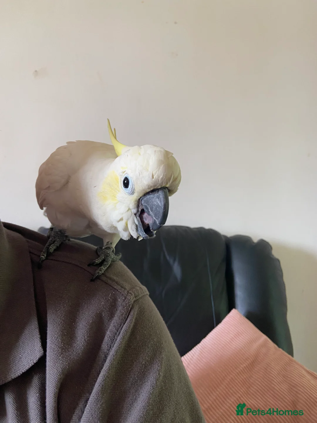 Cockatoo birds for sale: Lesser crested Cocatoo - Advert 3