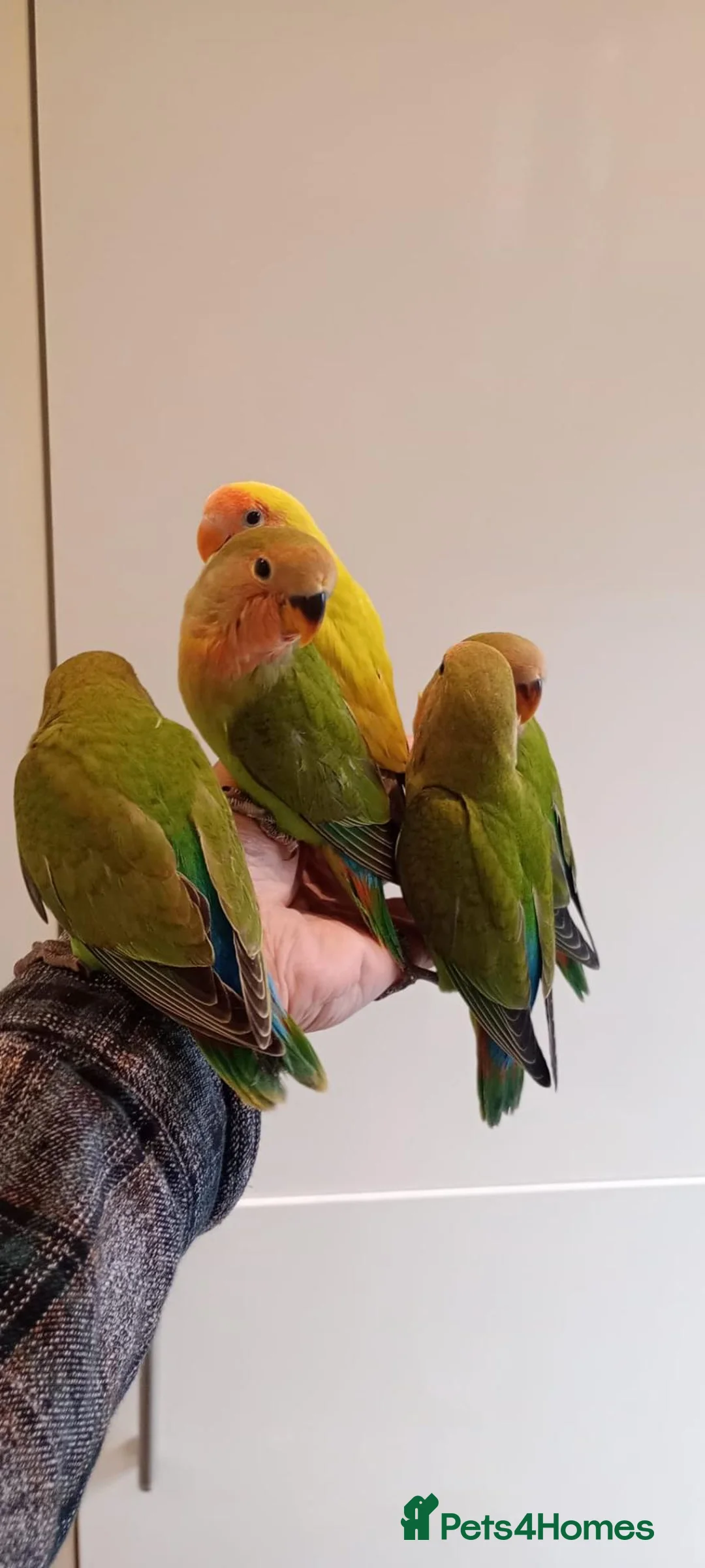 Parakeets birds for sale: Hand reared baby Lovebirds for sale - Advert 2