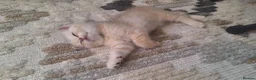 British Shorthair cats for sale: Adorable playful kittens ready to be loved 💕  in Newbury - Advert 17
