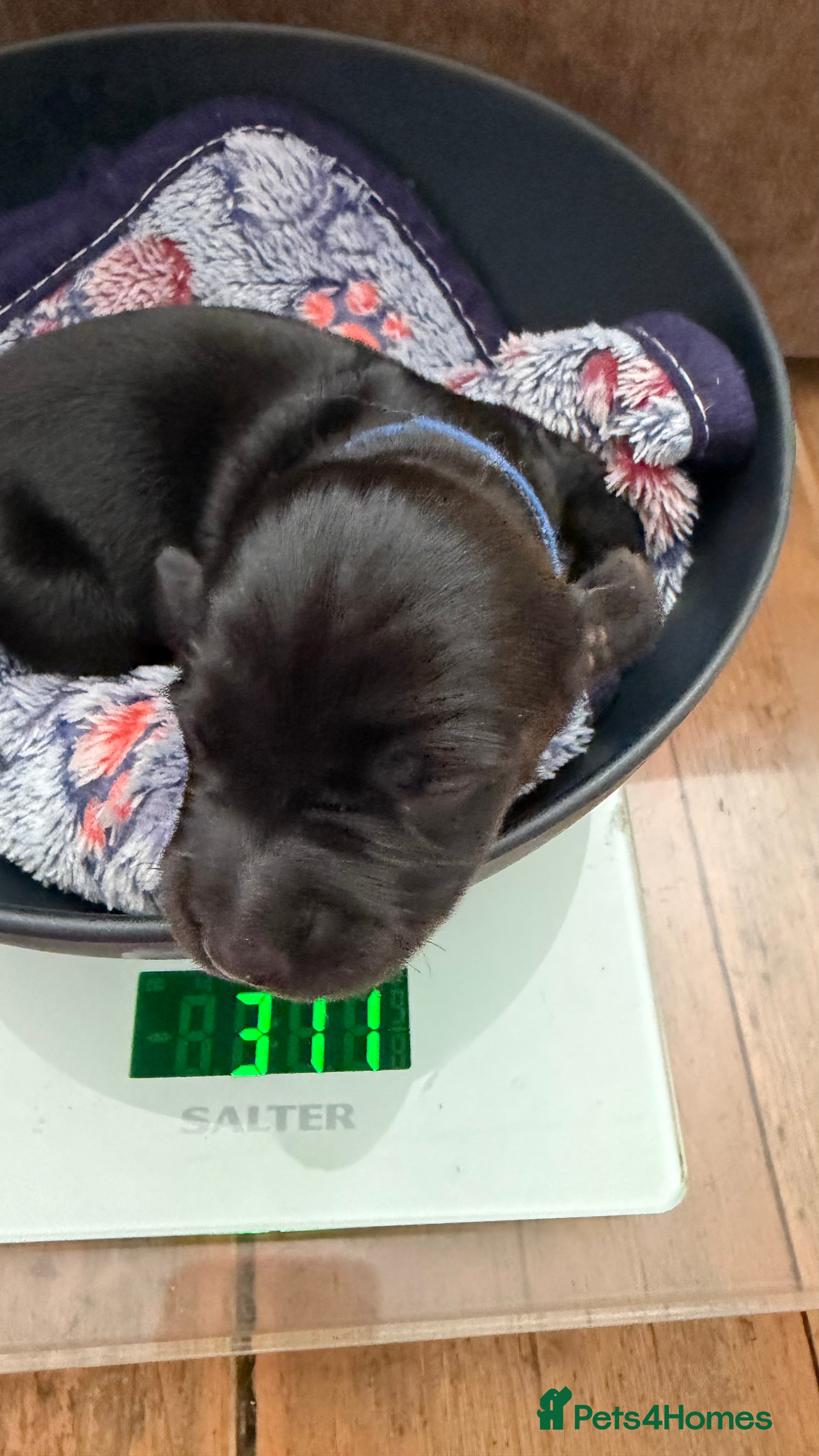 Miniature Dachshund dogs Rare Solid Blue & Solid Black KC Reg Mini Daxies - Advert 2