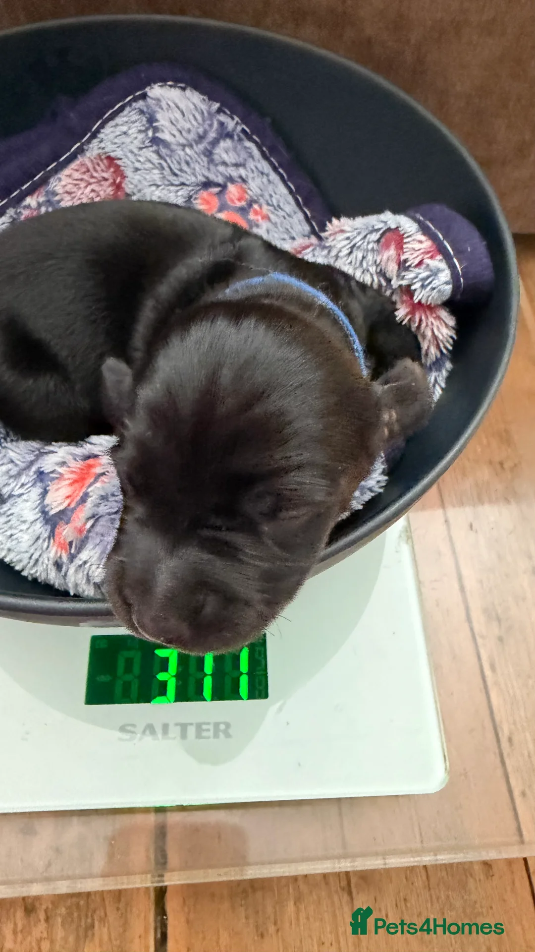 Miniature Dachshund dogs for sale: Rare Solid Blue & Solid Black KC Reg Mini Daxies - Advert 2