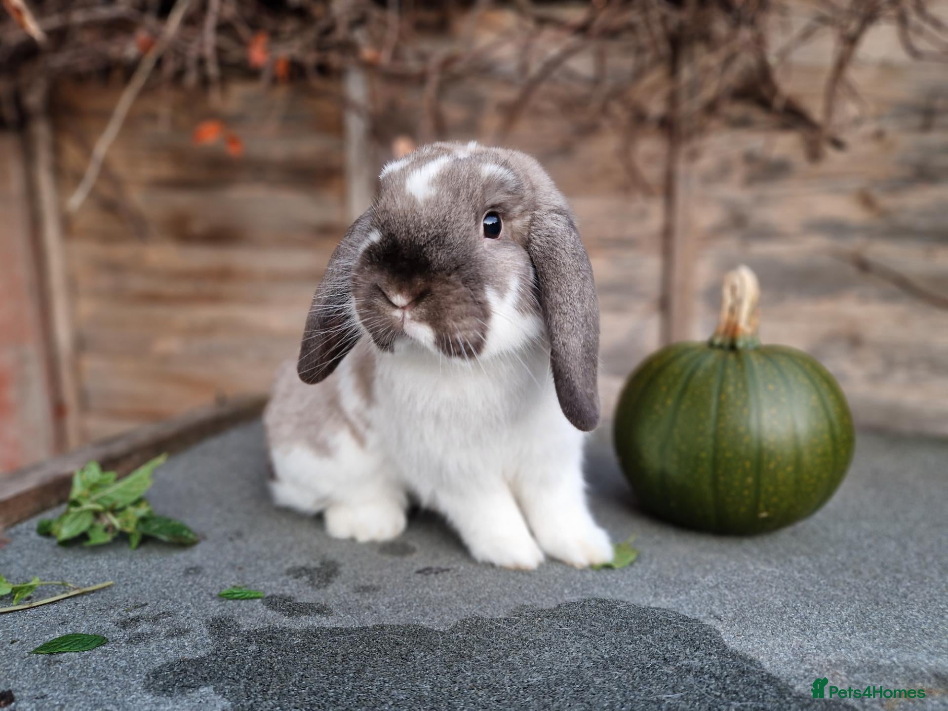 Dwarf Lop rabbits Dwarf lop/big mini lop rabbit boy - Advert 1