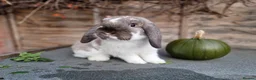 Dwarf Lop rabbits for sale: Dwarf lop/big mini lop rabbit boy - Advert 1