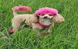 Miniature Poodle dogs for sale: Beautiful Miniature poodles - Image 2