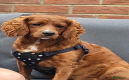 Cavapoo dogs for sale: Beautiful Cavapoo Puppies - Image 1