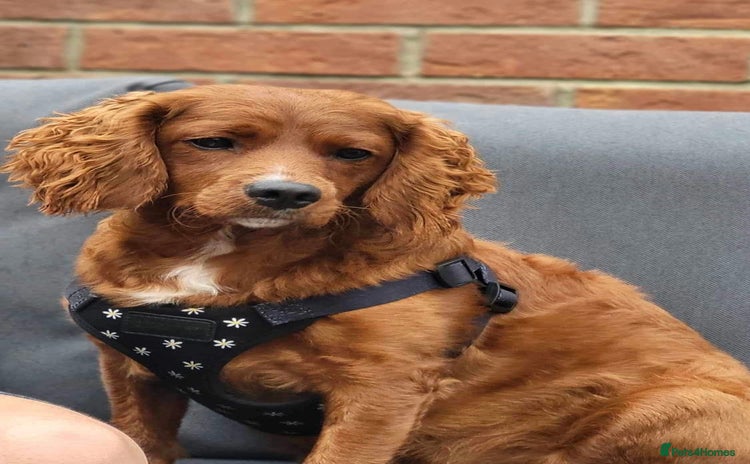 Cavapoo dogs - Advert 1