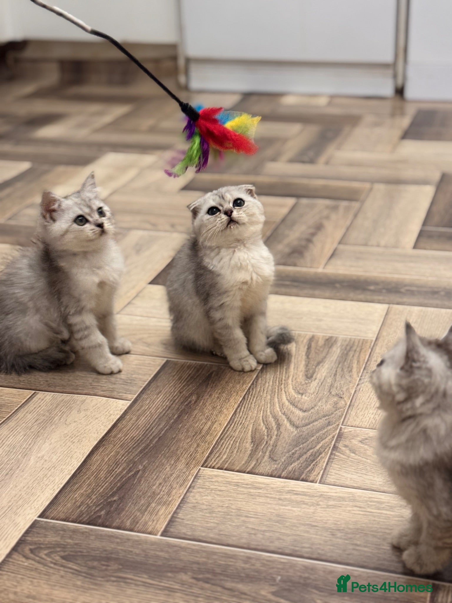 Scottish Fold cats Scotish x kittens 🐈‍⬛  - Advert 1