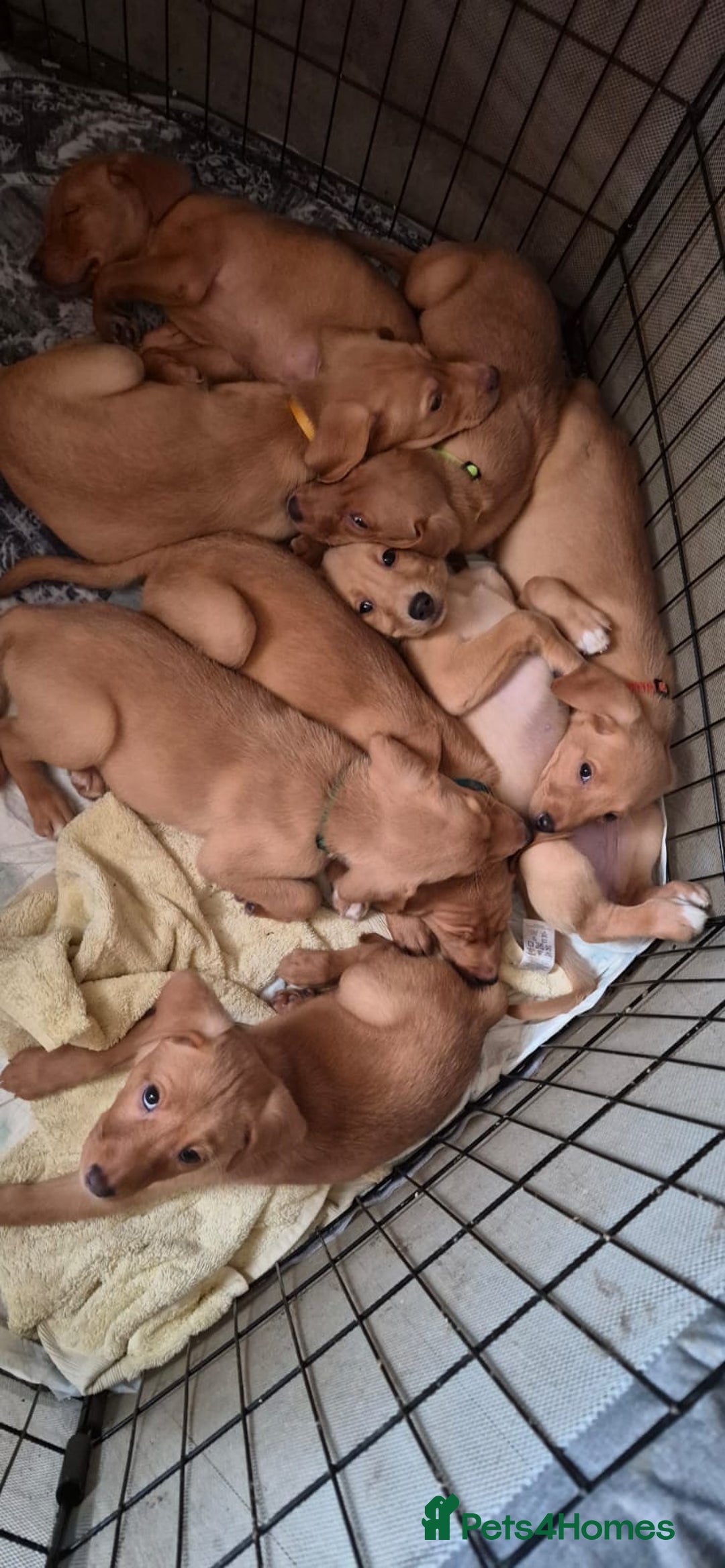Labrador Retriever dogs for sale: Fox red lab pups - Image 10