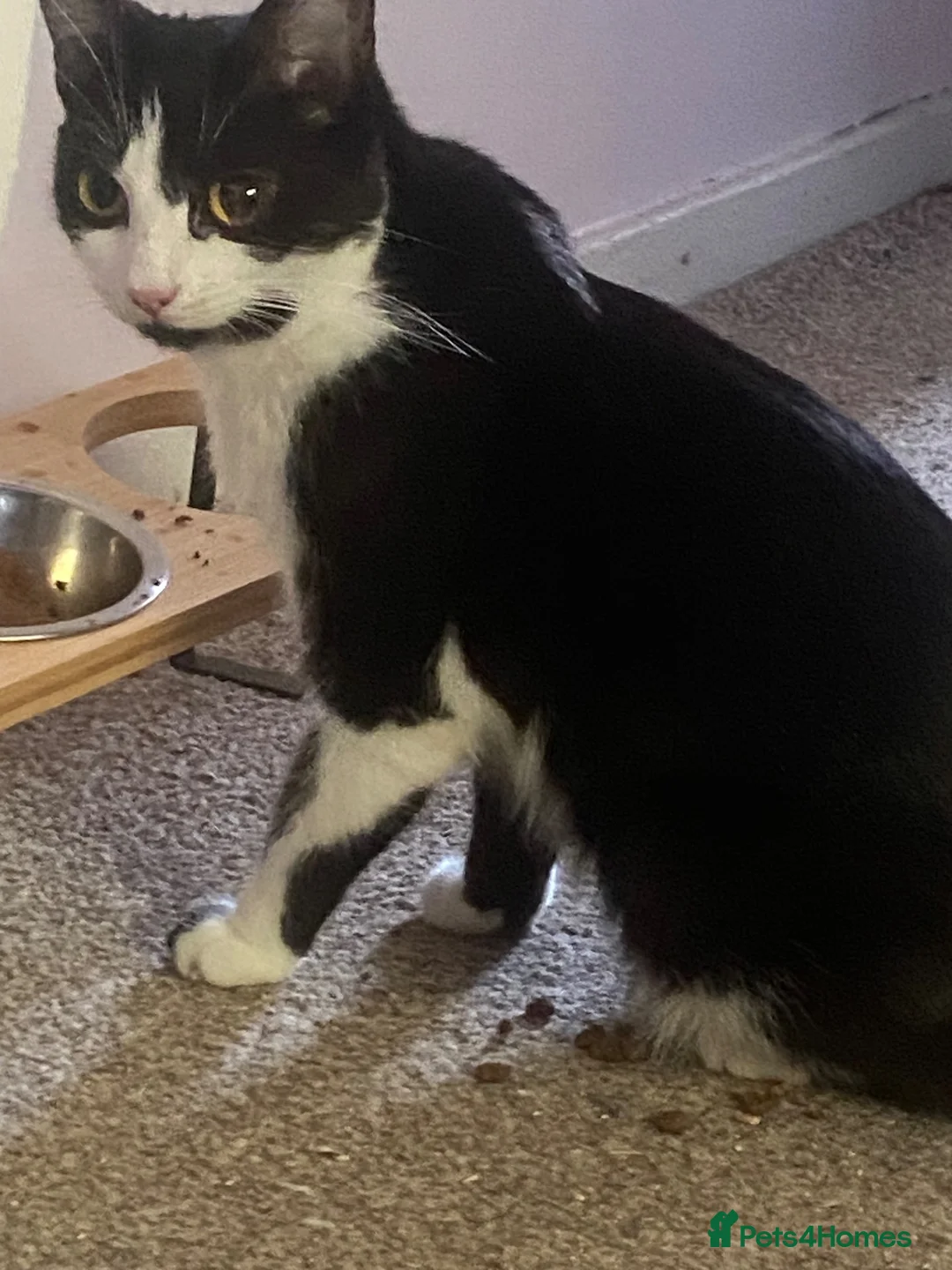 Domestic Shorthair cats for sale: 5 beautiful kittens  - Advert 1