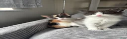 Mixed Breed cats for sale: 2 BLACK AND WHITE MALE DLH READY NOW - Advert 15