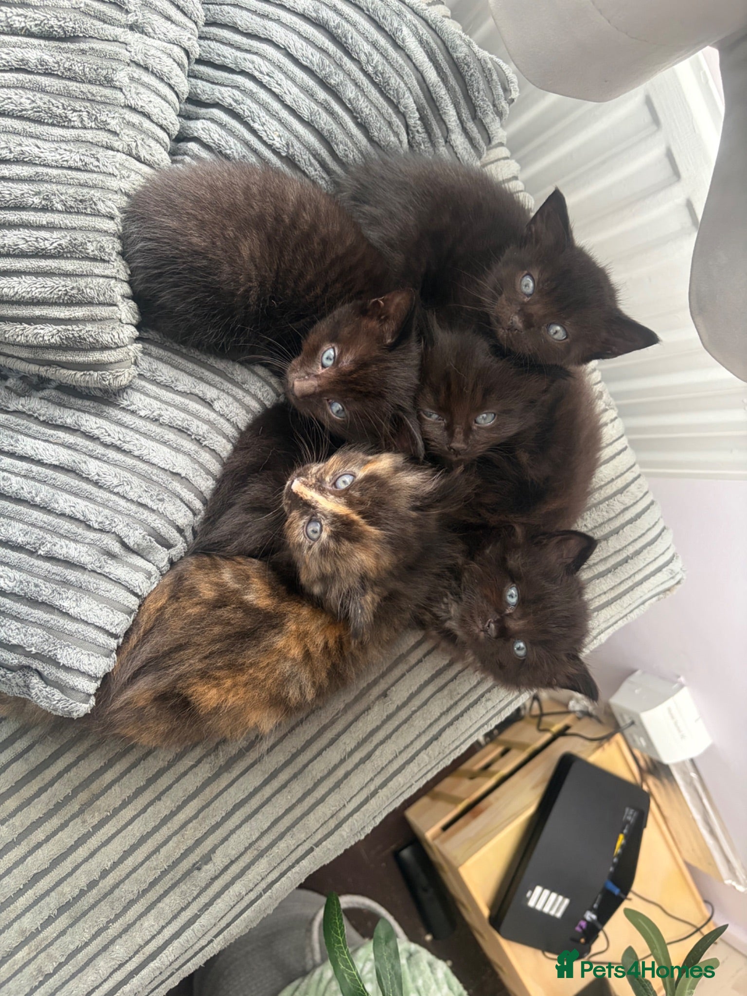Mixed Breed cats Adorable Kittens - Advert 12