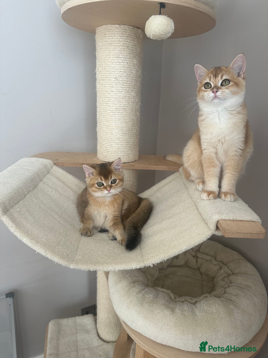 British Shorthair cats for sale: BSH Golden kittens  - Image 24