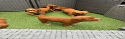 Cocker Spaniel dogs for sale: Red KC cocker spaniel puppies  - Advert 4