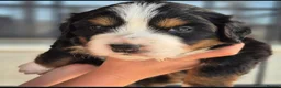 Bernese Mountain Dog dogs for sale: Well Trained Home  Bernese Mountain Pups  in Reading - Advert 3