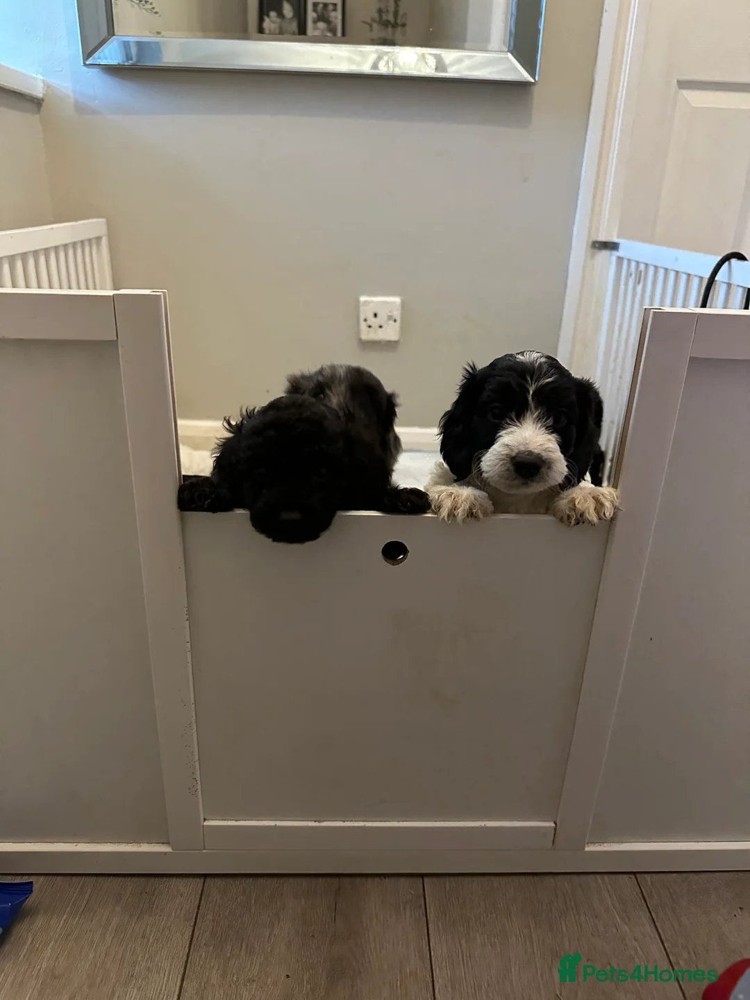 Cockapoo dogs for sale: Beautiful litter of Cockapoo Puppies - Advert 1