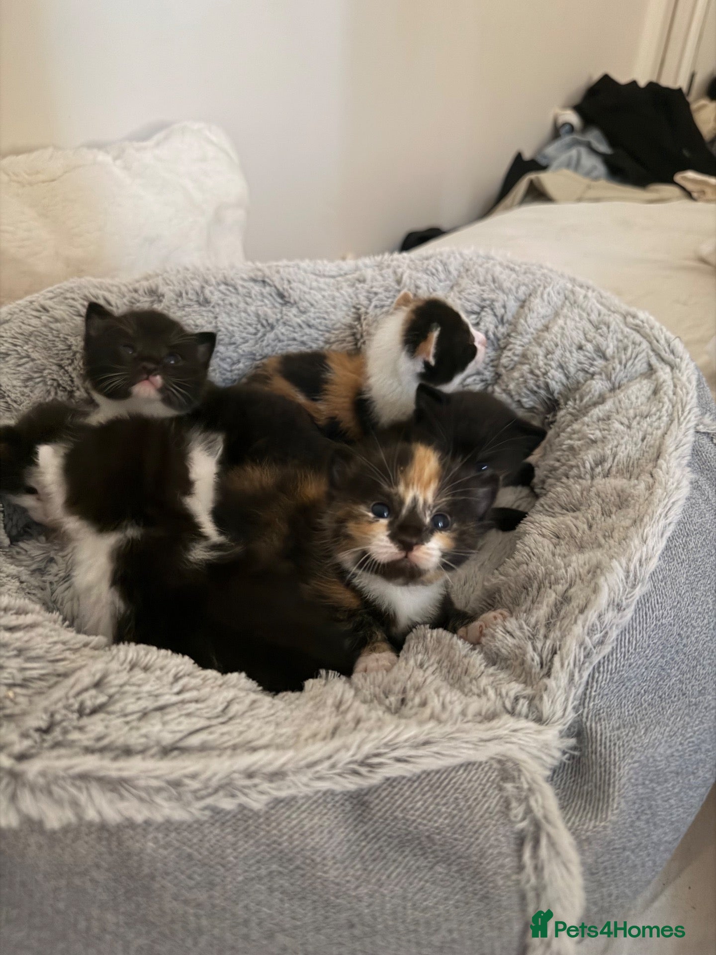 Mixed Breed cats 6 Mixed breed kittens  - Advert 1