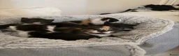 Mixed Breed cats for sale: 6 Mixed breed kittens  - Advert 1