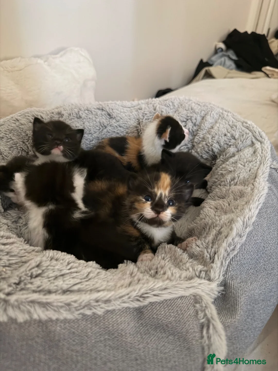Mixed Breed cats for sale: 6 Mixed breed kittens  - Advert 1