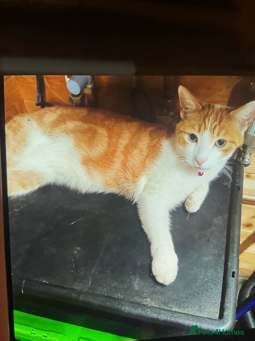 Domestic Shorthair cats for sale: Ginger and white cat for adoption - Advert 2