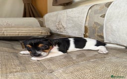 Jack Russell dogs for sale: Short legged jack Russel puppies - Image 10
