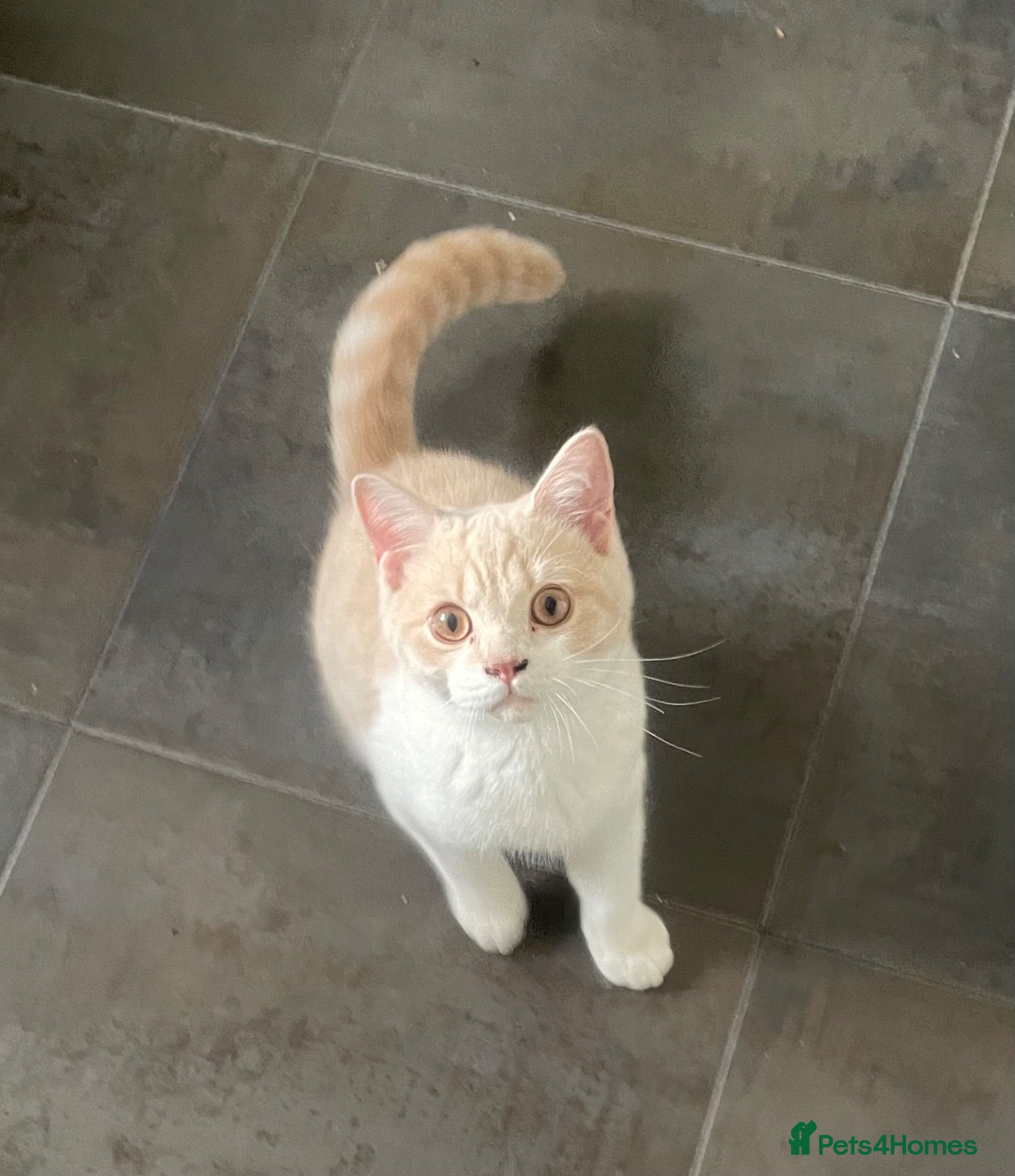 British Shorthair cats Full pedigree British Shorthair  Cream & White boy - Advert 12