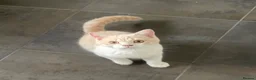 British Shorthair cats for sale: Full pedigree British Shorthair  Cream & White boy - Advert 3