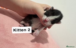 Mixed Breed cats for sale: 3 beautiful cross Maine coon kittens  - Image 5