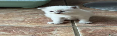 Ragdoll 1