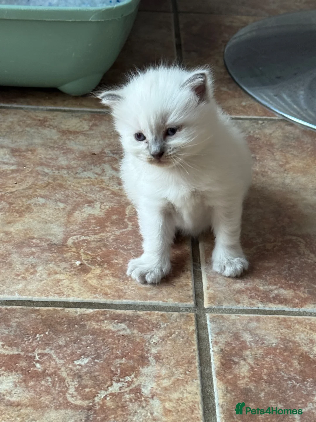 Ragdoll cats for sale: GCCF Blue point Ragdolls  - Advert 2