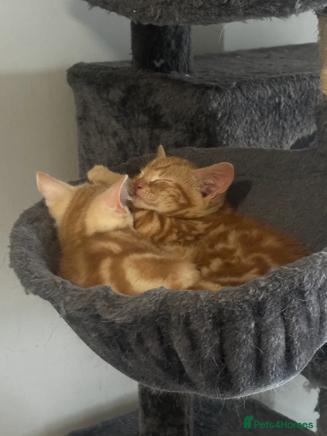 Domestic Shorthair cats for sale: Ginger Kittens for sale - Advert 3